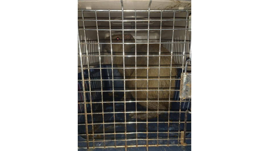 El Cuerpo de Bomberos Voluntarios de Risaralda rescató un chigüiro desorientado en la vereda La Rica.