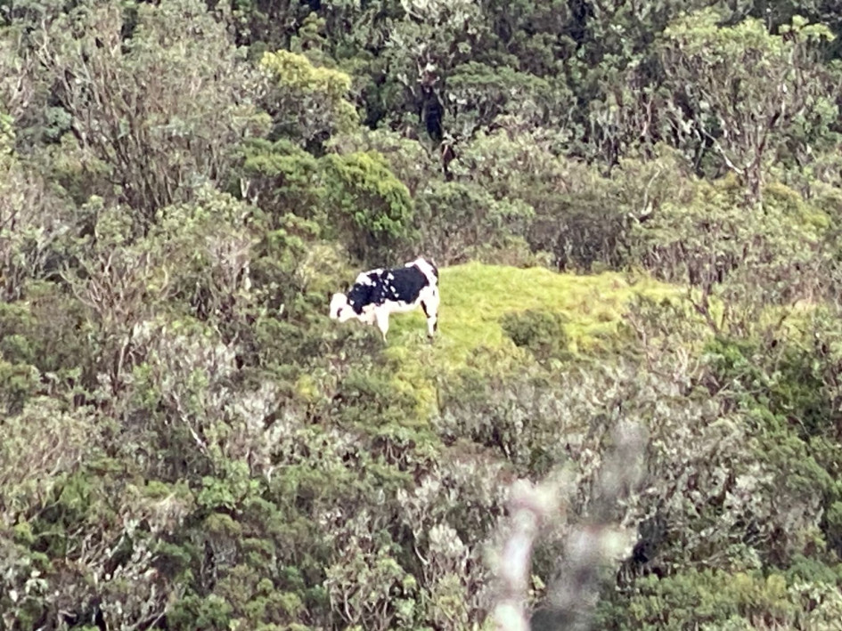 En los sitios se encontraron evidencias como reses alimentándose y heces.