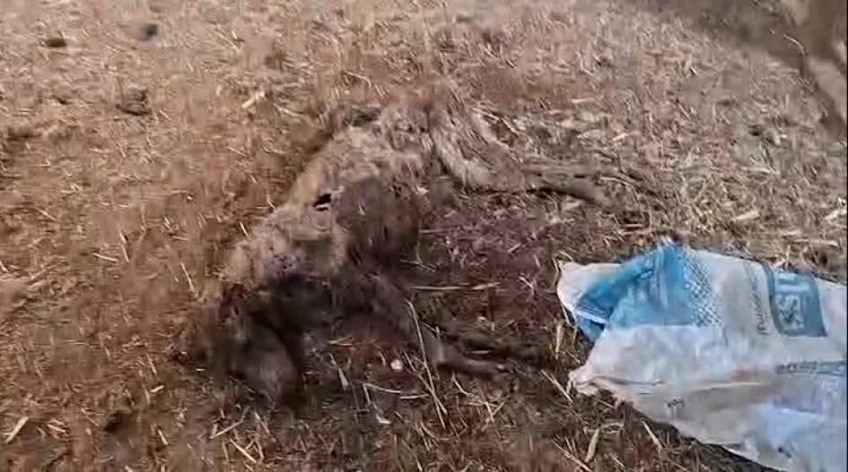 Algunos de los perros habrían intentado alimentarse de los cadáveres de los animales ya fallecidos. El partido animalista pide prisión para el responsable.