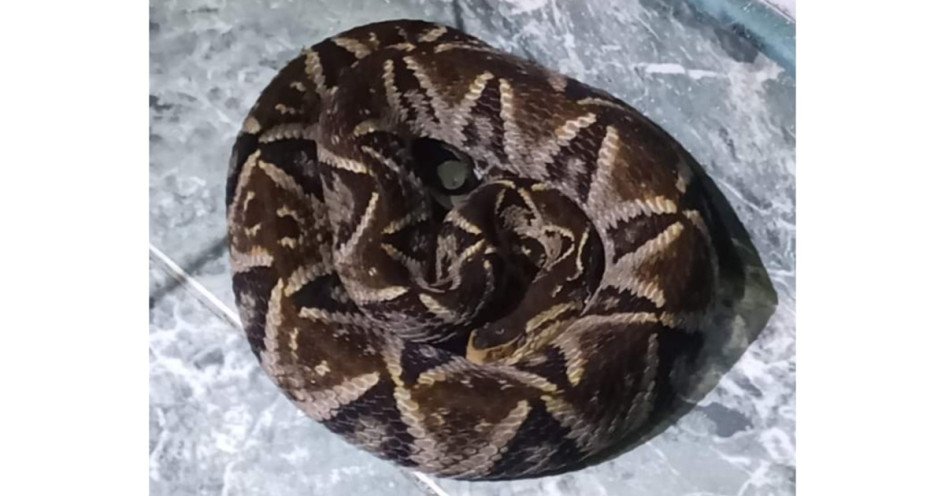 La serpiente mapaná o talla X es conocida por la letalidad de su veneno.