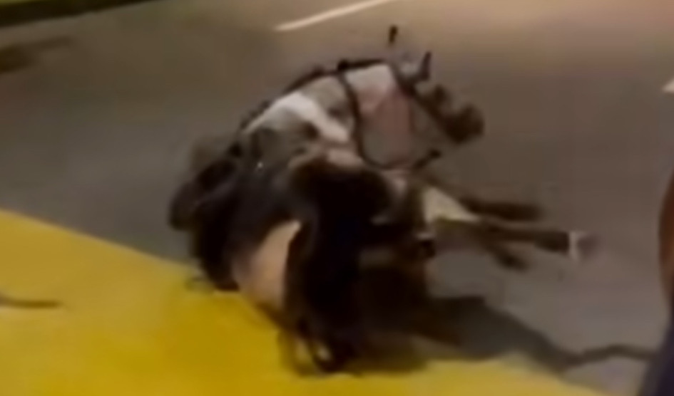 En el sector Molivento de Dosquebradas, un caballo se cayó en un pompeyano 