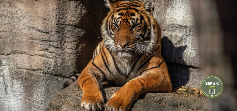 Tigre de Sumatra en el Zoo de Aalborg de Dinamarca. 