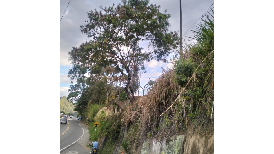 Este es el árbol que preocupa a los vecinos de ese sector.