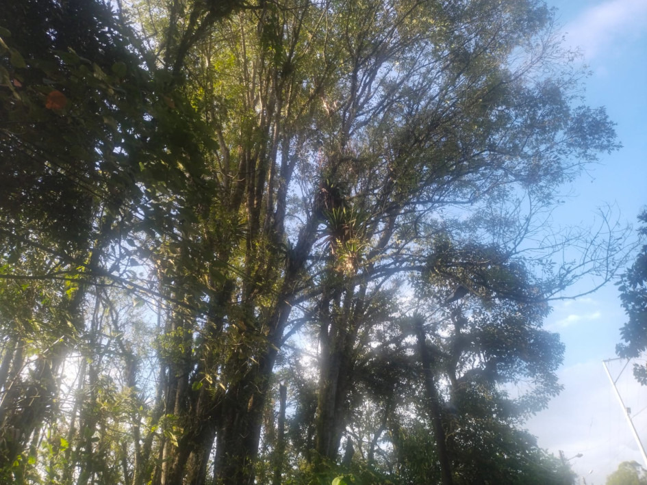 Estos son los árboles que preocupan a la comunidad en el sector de Villa Kempis.