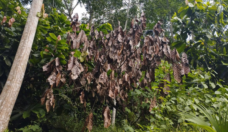 Aguacate y cacao: dos pilares de la agricultura colombiana en riesgo