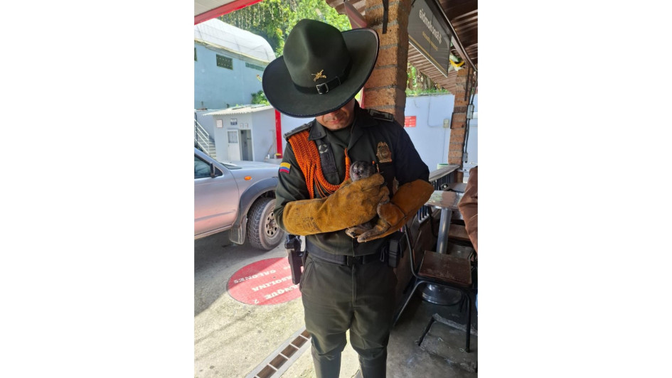 15 animales fueron liberados en su hábitat natural tras recuperación. 3 especies vulnerables fueron rescatadas para su rehabilitación.