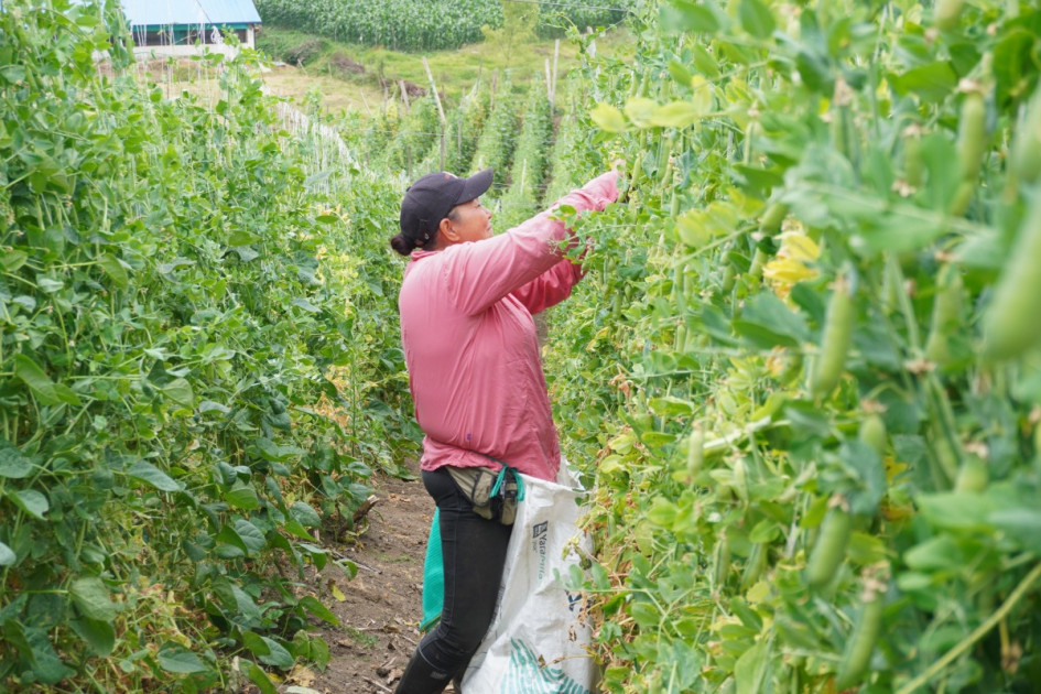 Lanzan un salvavidas a productores afectados por el clima en Colombia. Finagro amplía beneficios de una línea de crédito. Siga estos cuatro pasos.