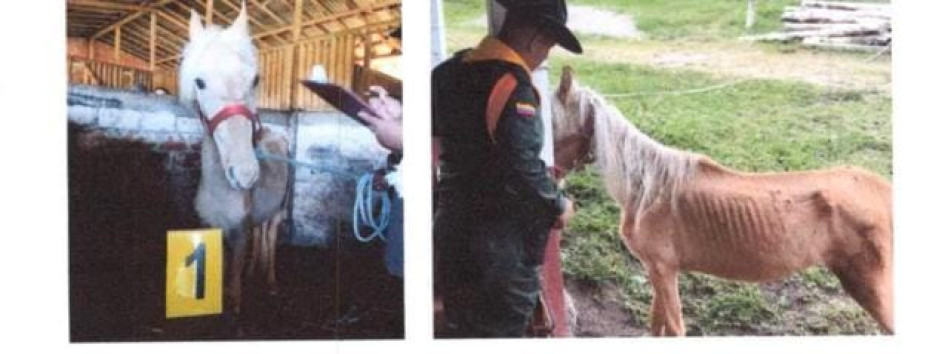 Fotos| LA PATRIA Estado de algunos equinos encontrados