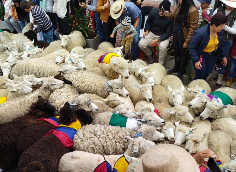 Imagen oficial del XII Festival de la Lana, una combinación entre ovinocultura y arriería