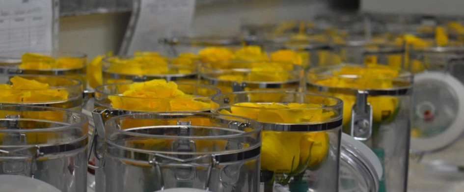 Colombia desarrolla rosas más resistentes y duraderas gracias a un hallazgo científico de la UNAL