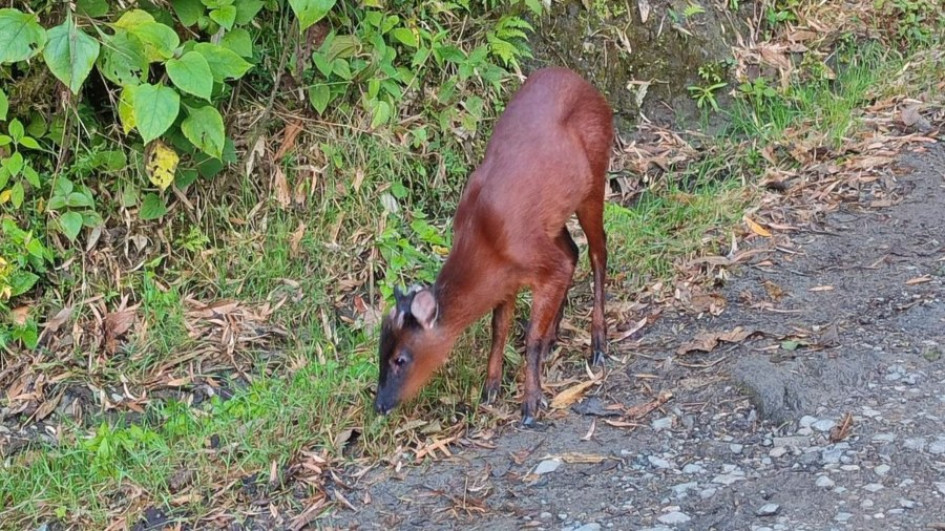 venado soche (Mazama rufina)