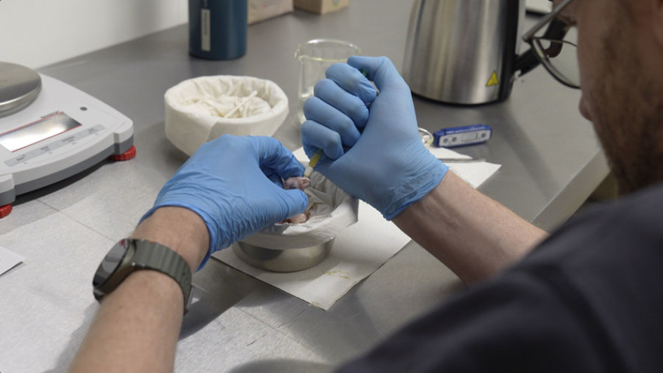  El zoológico belga Pairi Daiza anunció este viernes el excepcional nacimiento en sus instalaciones de un guacamayo azul o ara de Spix