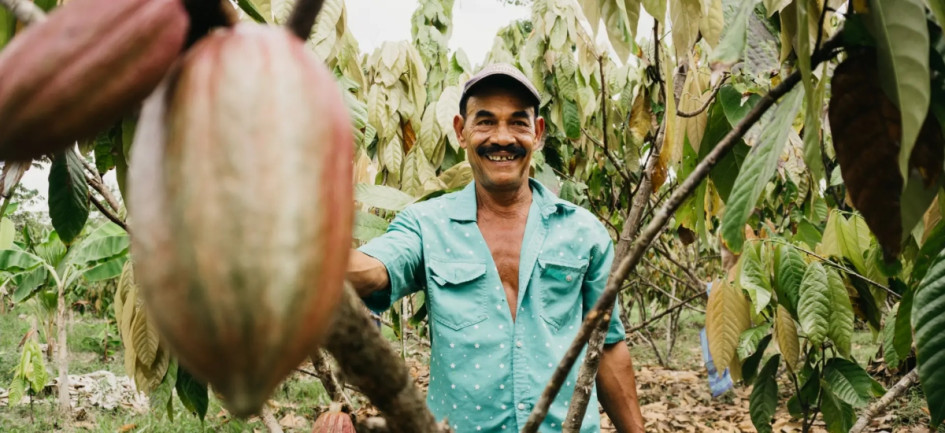Así les fue a las tres grandes compañías que conforman el sector de elaboración de cacao, chocolate y productos de confitería en Caldas durante el 2024. Cifras astronómicas.
