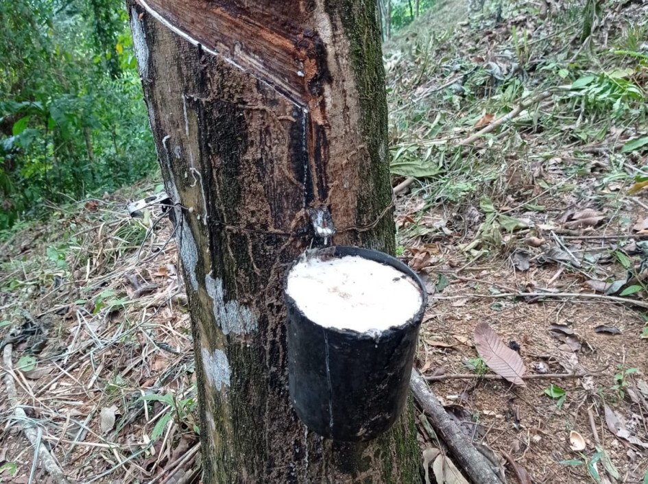 Un aliado de la lucha antidrogas gana relevancia y florece en Colombia. La Confederación Cauchera Colombiana defiende las virtudes del sector, reconoce sus desafíos y destaca el potencial del oriente caldense.
