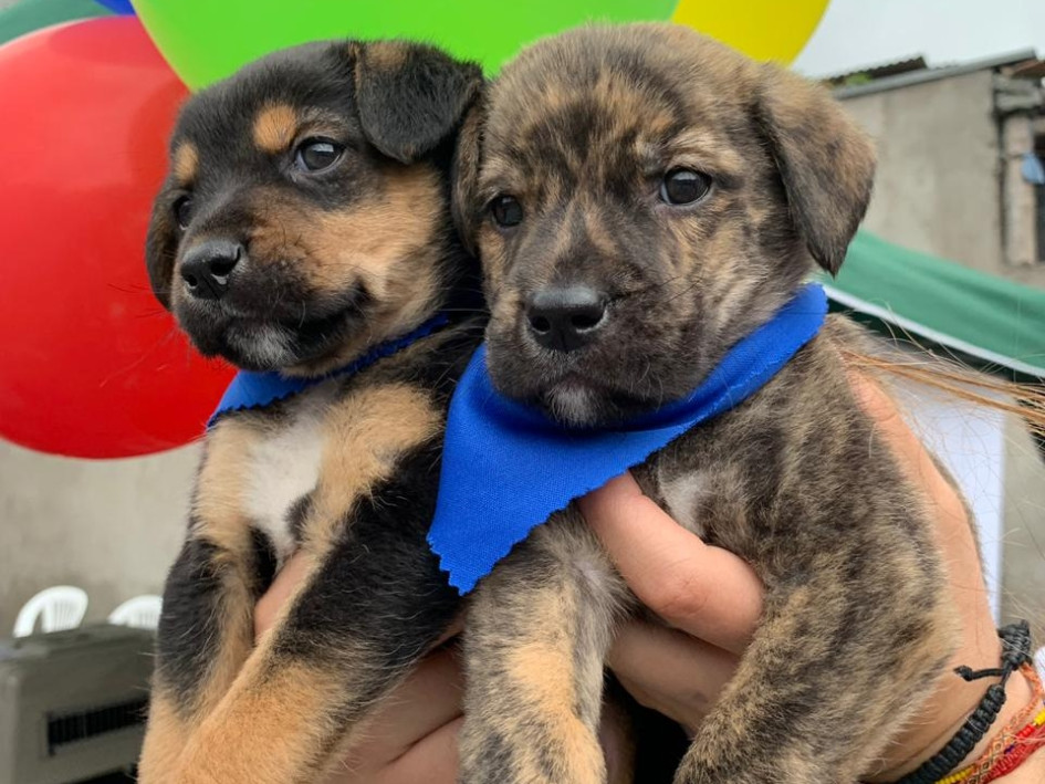 Las mascotas y la línea agrícola son dos de los fuertes de este sector. Un empresario matiza las cifras de su compañía y dice que podrían ser mejores. Así les fue a cinco firmas de Caldas en el 2024.