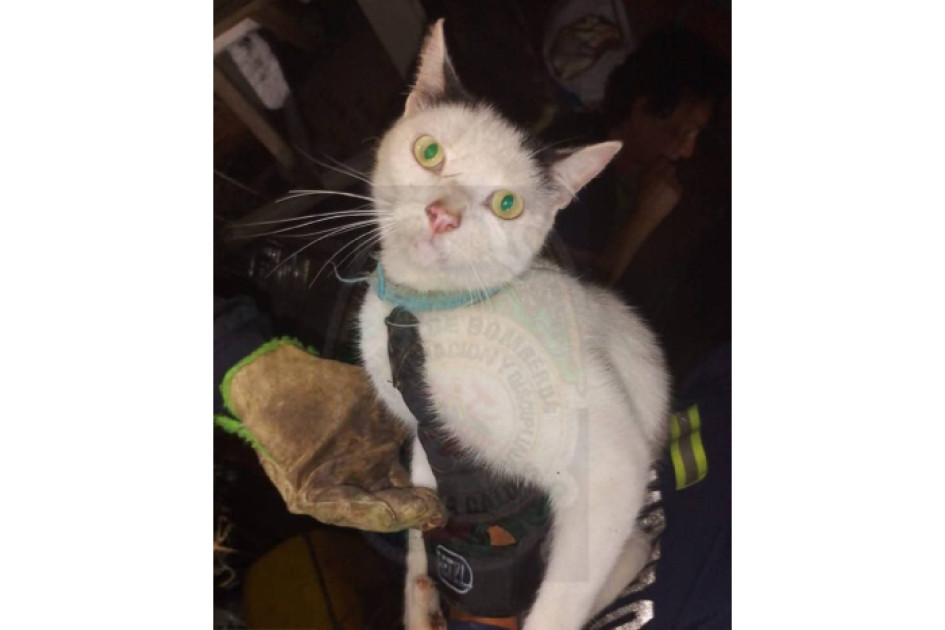 El Cuerpo de Bomberos tardó cerca de una hora en rescatar el animal y lo entregó a una fundación.