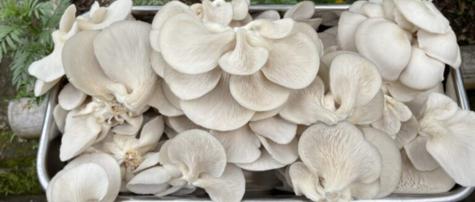 Fotos | Tomadas de la página web de Miceltec | LA PATRIA  Esta iniciativa surgió en la pandemia. 