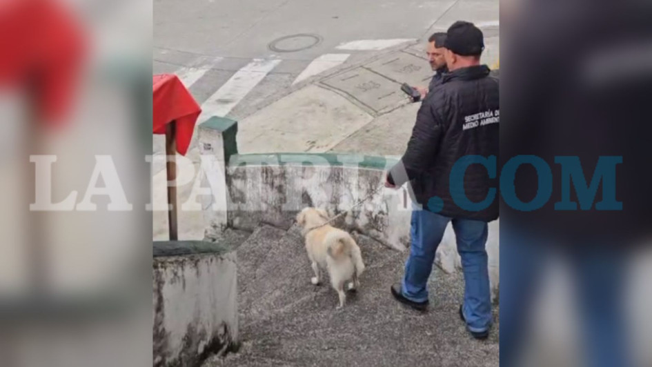 Tras la evaluación a Copito, se corroboró su buen estado de salud, pero lo retiraron de la vivienda.