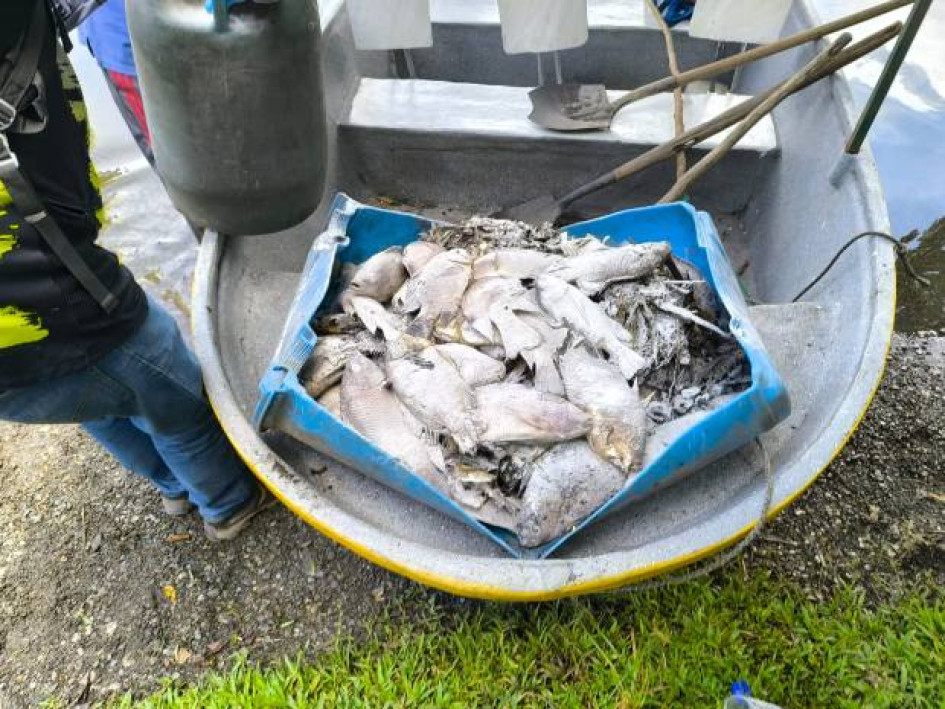 Foto I Cortesía Corregiduría de San Diego I LA PATRIA  Se calcula que cuatro mil peces han sido sacados muertos de la Laguna de San Diego, en el municipio de Samaná, en el oriente de Caldas.