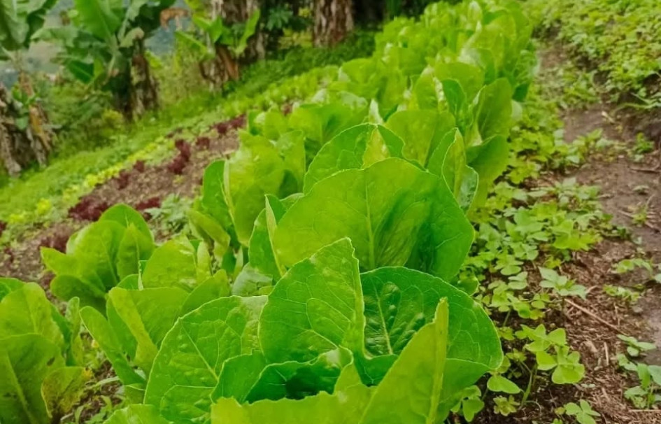 Una empresa manizaleña produce hortalizas gourmet y llega a las mesas de hoteles, restaurantes y hogares. Estas son las claves de su crecimiento.