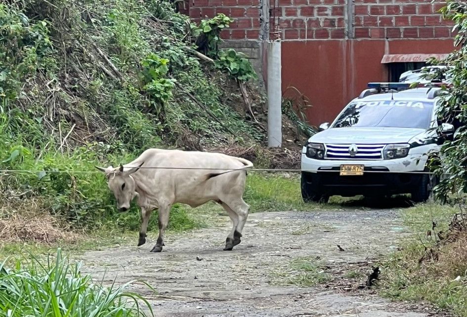 El momento en que atrapan al semoviente.