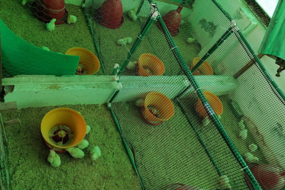 Investigación colombiana ofrece solución natural y eficaz contra la coccidiosis en pollos