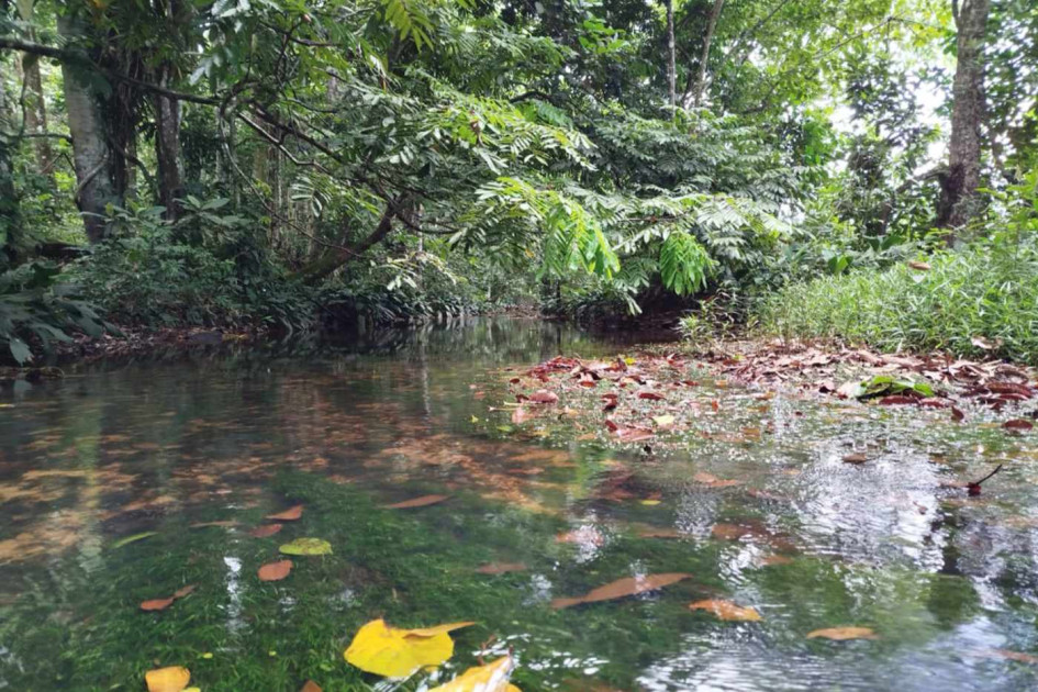 Bagres del Amazonas y Orinoco esconden un sofisticado sistema de defensa química y visual