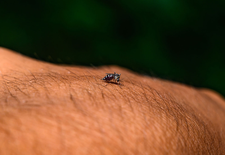 Estudio advierte repunte de dengue en Colombia: noviembre y diciembre en la mira