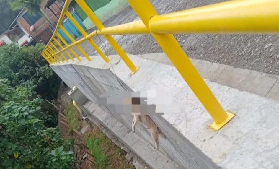 Acá quedó el perrito que habría sido ahorcado por un habitante del sector.