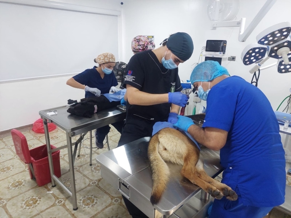 Quindío tendrá su primer hospital veterinario público con inversión de $1.200 millones