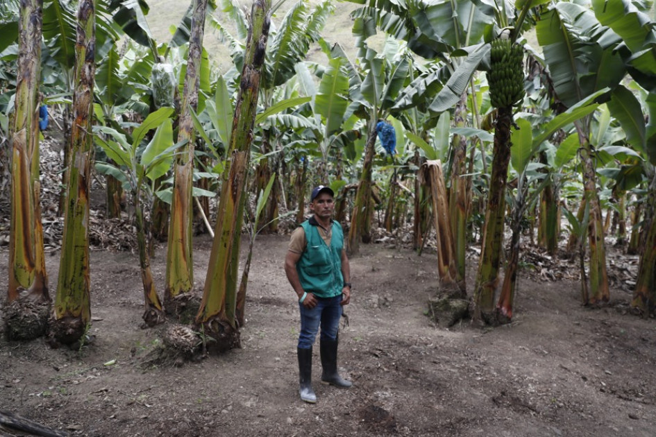 Un campesino posa en un cultivo de plátano en Naranjal, en el departamento del Valle del Cauca. Las familias del caserío han decidido sembrar frutas y café en vez de coca.