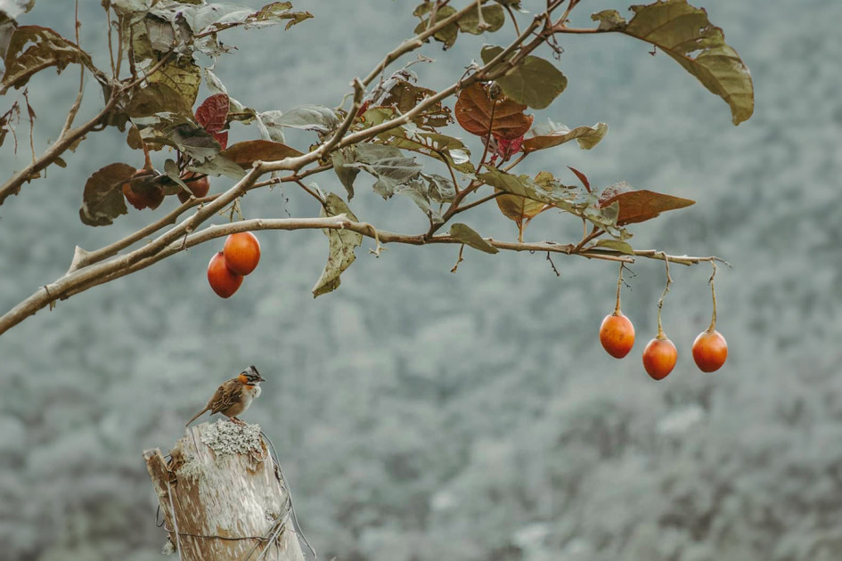 La UNAL desarrolla tratamiento que protege al tomate de árbol de las lluvias