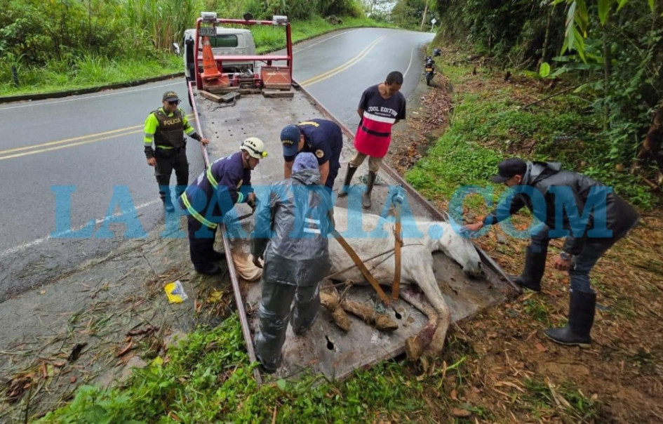 Al equino herido debieron sacrificarlo, debido a que la lesiones fueron de gravedad.