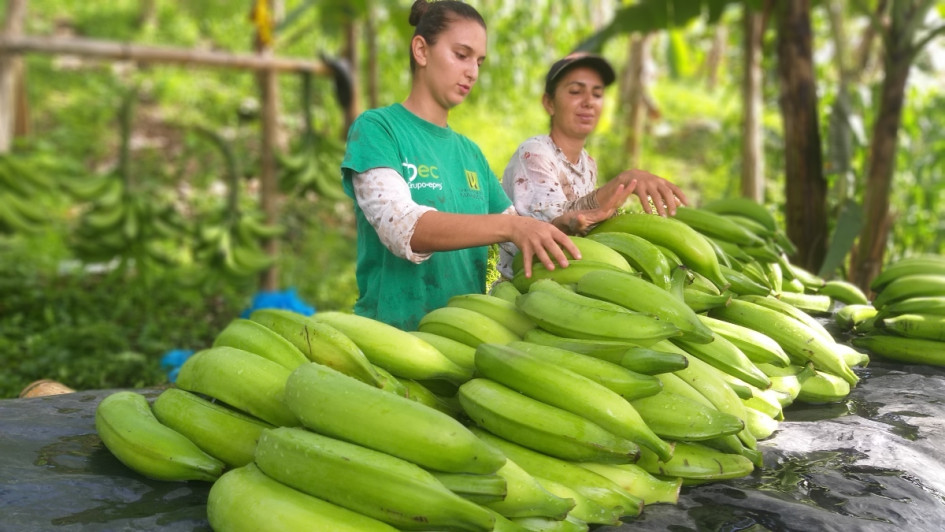 Cada semana, una empresa caldense produce 10 toneladas de plátano, apetecidas en Medellín y Bogotá. Convirtió una inversión inicial de $80 millones en ventas anuales de $700 millones. Viaje a África.