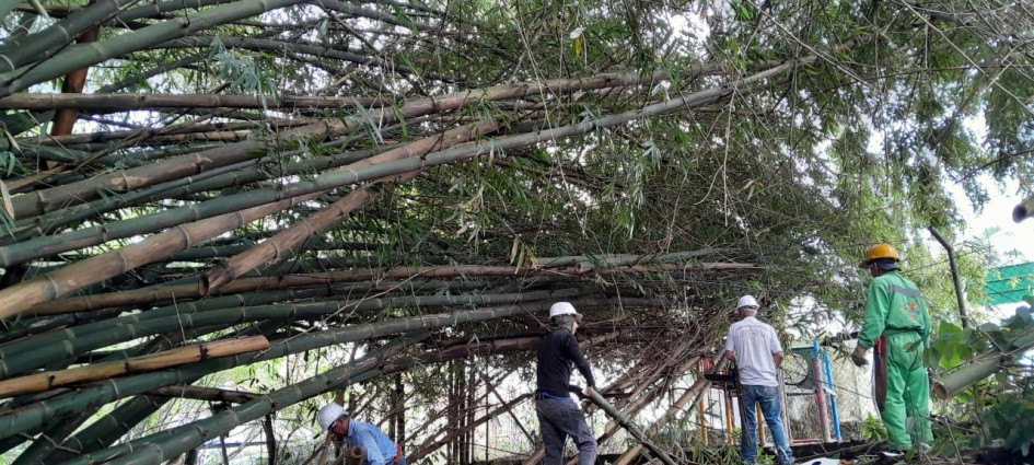 Técnicos adelantan podas y talas controladas en guaduales urbanos de Armenia como parte del plan de manejo ambiental.
