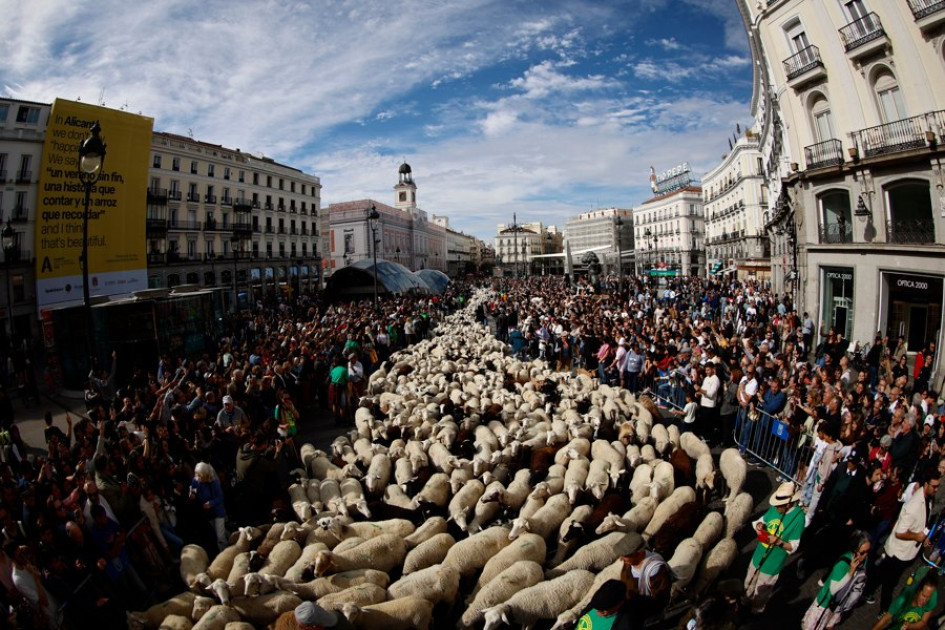 Miles de ovejas y cabras recorren el centro de Madrid con sus pastores en la XXXII edición de la Fiesta de la Trashumancia.