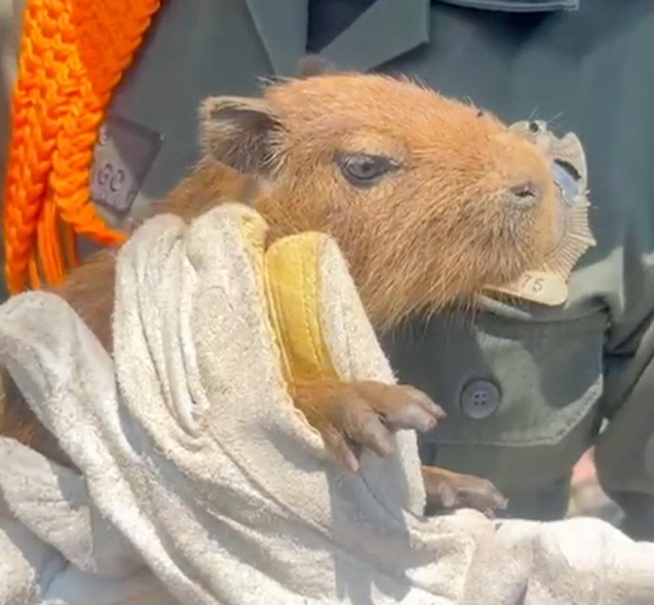 Según la Policía, al chigüiro, también conocido como capibara, lo usaban como mascota.