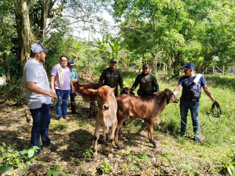 Robo de ganado en Victoria