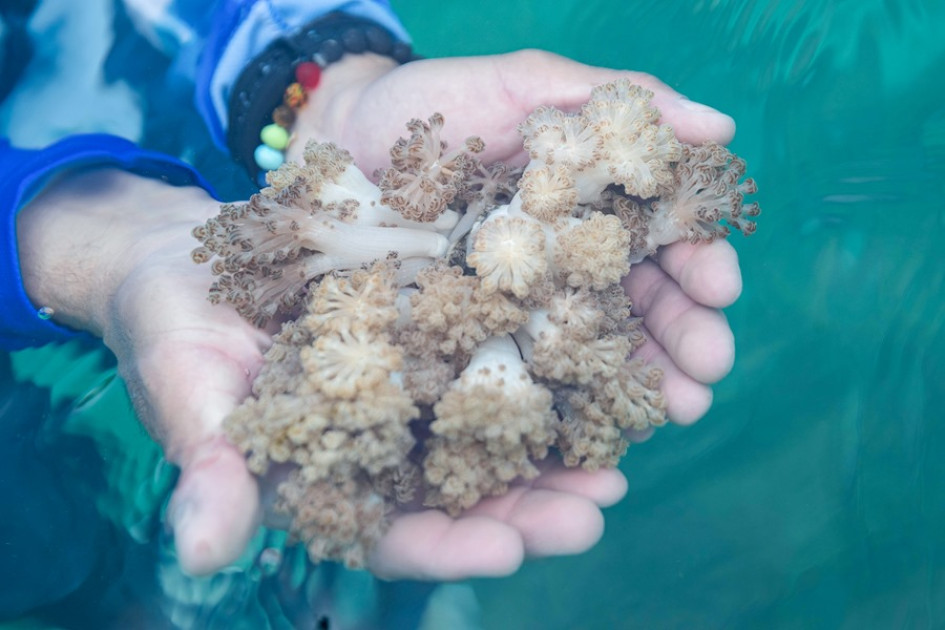 El coral "unomia stolofínera" es originario de Indonesia. 