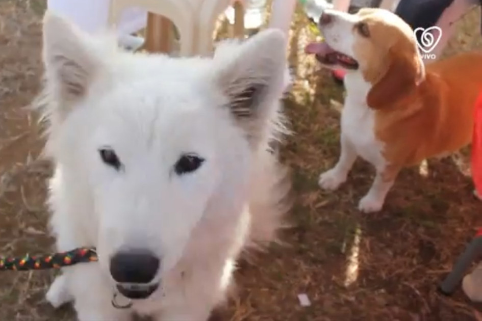 Engaño por redes: delincuentes usan mascotas perdidas para extorsionar en Pereira