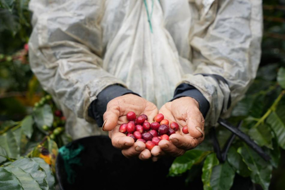 La cosecha en Colombia sumó un total de 11 millones 178 mil sacos de 60 kilos en los primeros 10 meses del año (enero-octubre). 