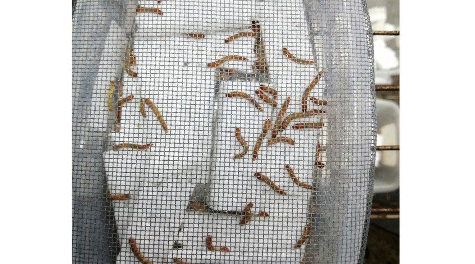 Investigadores de la UNAL descubren que bacterias en el sistema digestivo de larvas podrían degradar plásticos como el icopor,