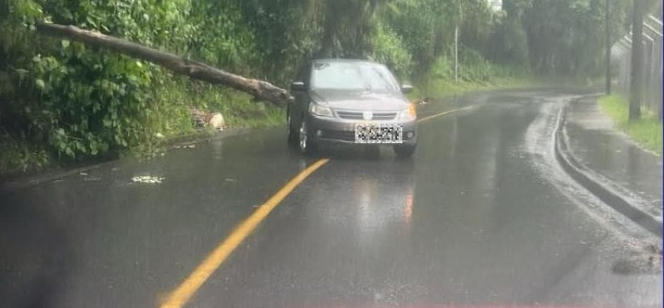 Caída de un árbol por el puente de La Libertad en Manizales.
