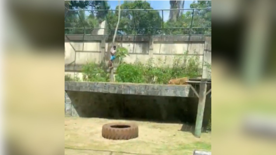 Un hombre invadió el recinto de una leona en un zoológico y murió al ser atacado por el animal