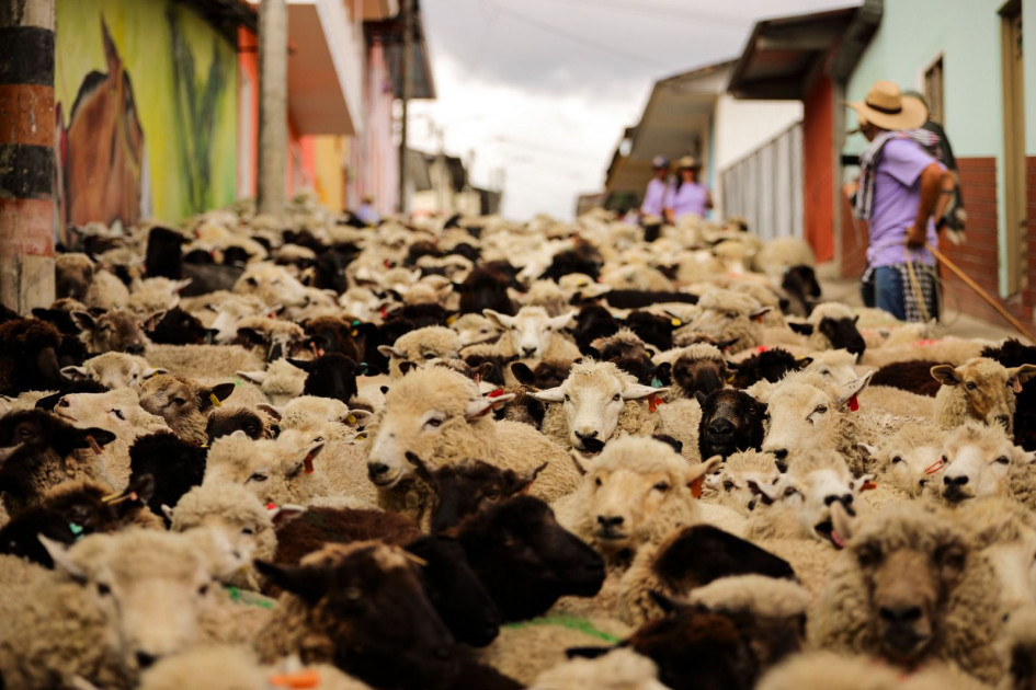 Así se vieron las calles de Marulanda (Caldas) este domingo con las 2.000 ovejas que salieron a desfilar.