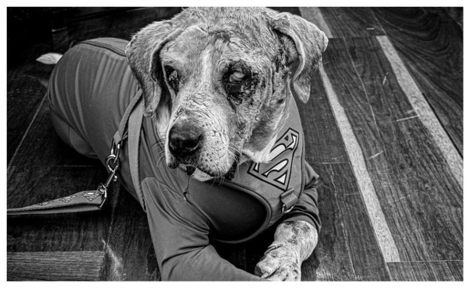 La Ley Ángel, creada en honor a un perro que sufrió maltrato, establece aumento de penas y multas a los agresores.