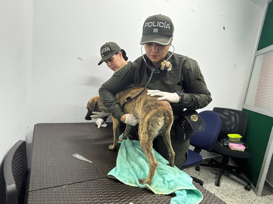 El perro que entregó el hombre al presentarse ante las autoridades en Antoquia.