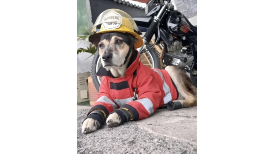 Anserma despidió la mascota del Cuerpo de Bomberos, conocida como Yango.