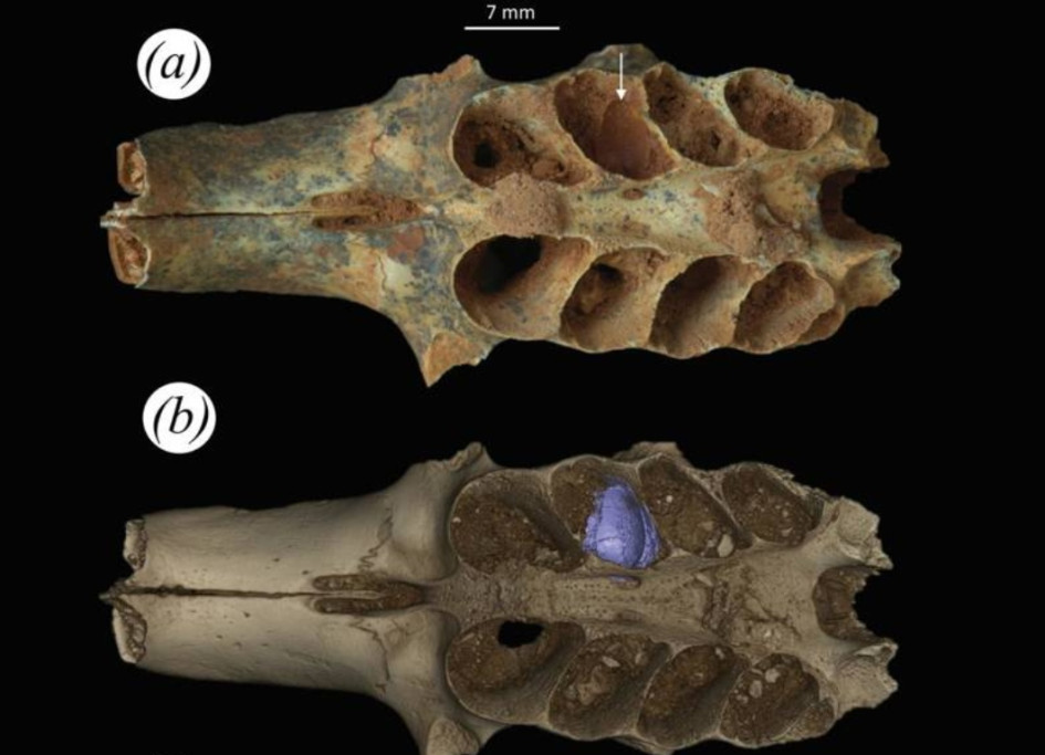 Parte de un cráneo fosilizado de mamífero con sedimentos en la cavidad dental que es un nido construido por una abeja prehistórica.