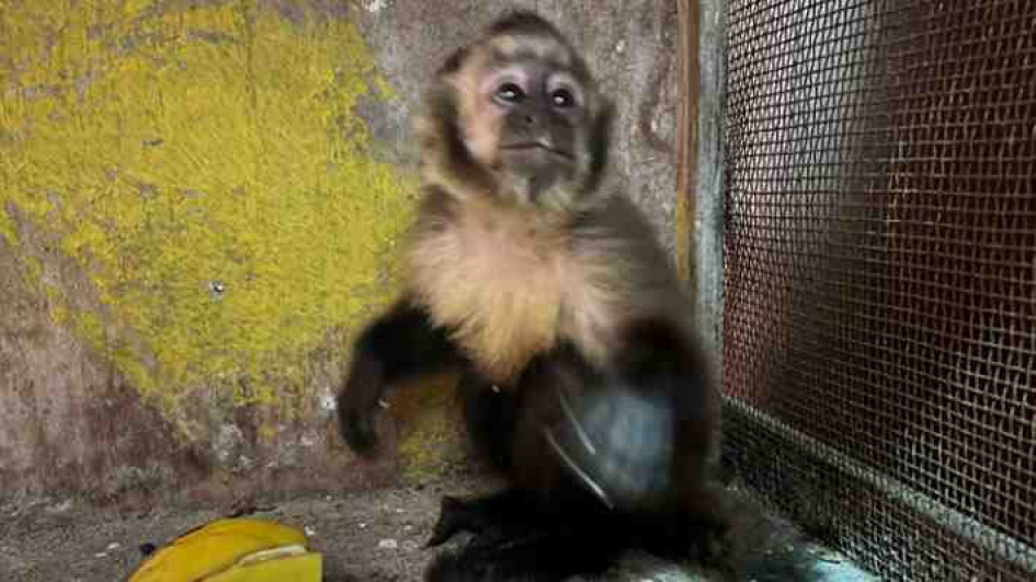 El mono capuchino fue enjaulado luego de ser 'arrestado' por la Policía.